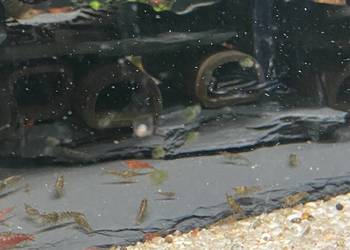 Mech Java moss Riccia pływająca Krewetki