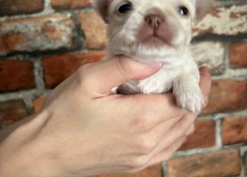 Chihuahua długowłosy chłopiec