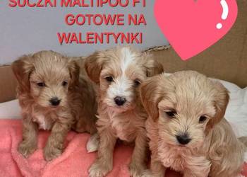 Maltipoo  suczki gotowe w lutym