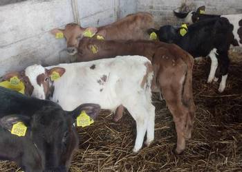 Byczki do sprzedania