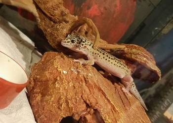 Jaszczurki duży zestaw !