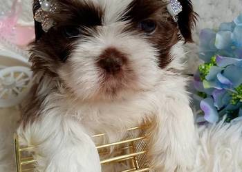 Przepiękna biało złoto czekoladowa suczka Shih -Tzu