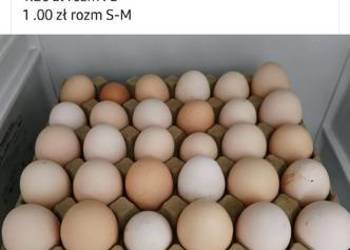 Jaja świeże