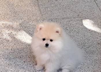 Szpic miniaturowy Pomeranian piesek
