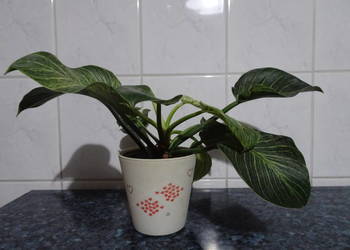 Filodendron Birkin White Measure