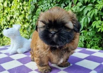 Pieski Shih Tzu  zkwp fci,  gotowe do odbioru