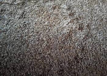 Owies tegorocznego zbioru