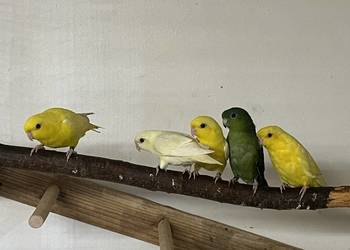 stokówki prążkowane katarzynki