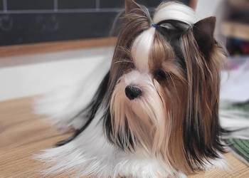 Biewer Yorkshire Terrier FCI