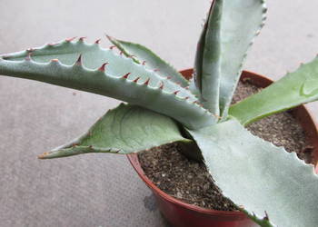 Mrozoodporna agawa do -12°C - Agave deserti - sadzonka