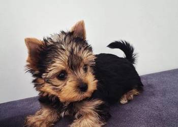 Piękna Malutka Sunia yorkshire terrier