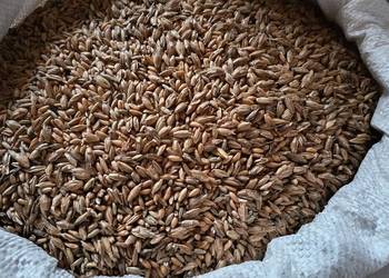 Orkisz Mieszanka dla Kur