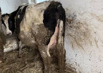 Jałowice wysokocielne