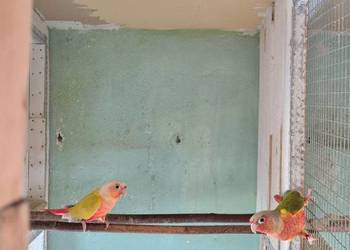 Rudosterki para 2024 z DNA Suncheck