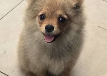 Pomeranian suczka szpic miniaturowy zkwp FCI
